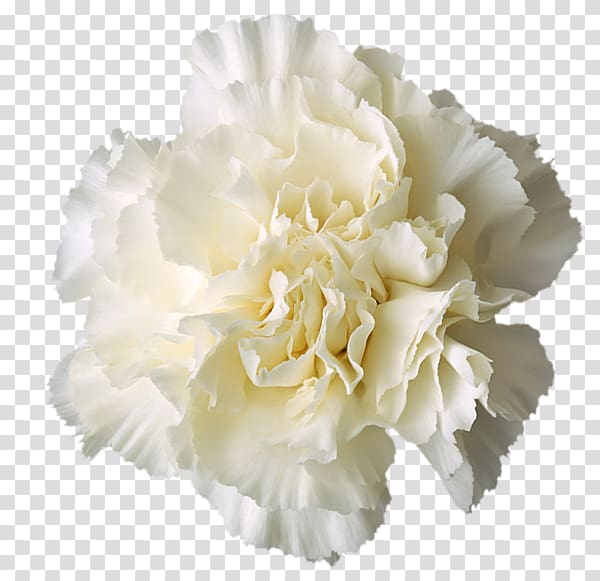 Carnation Boutonnière White, flower transparent background PNG clipart