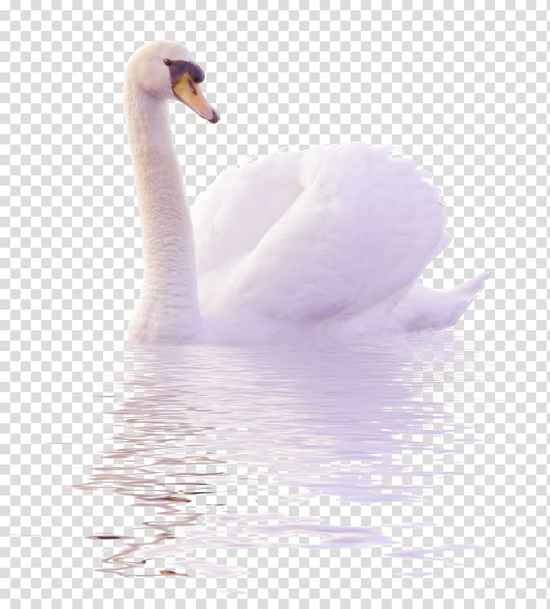 swan on body of water illustration, Cygnini Duck , White swans swim in the water to pull the Free transparent background PNG clipart