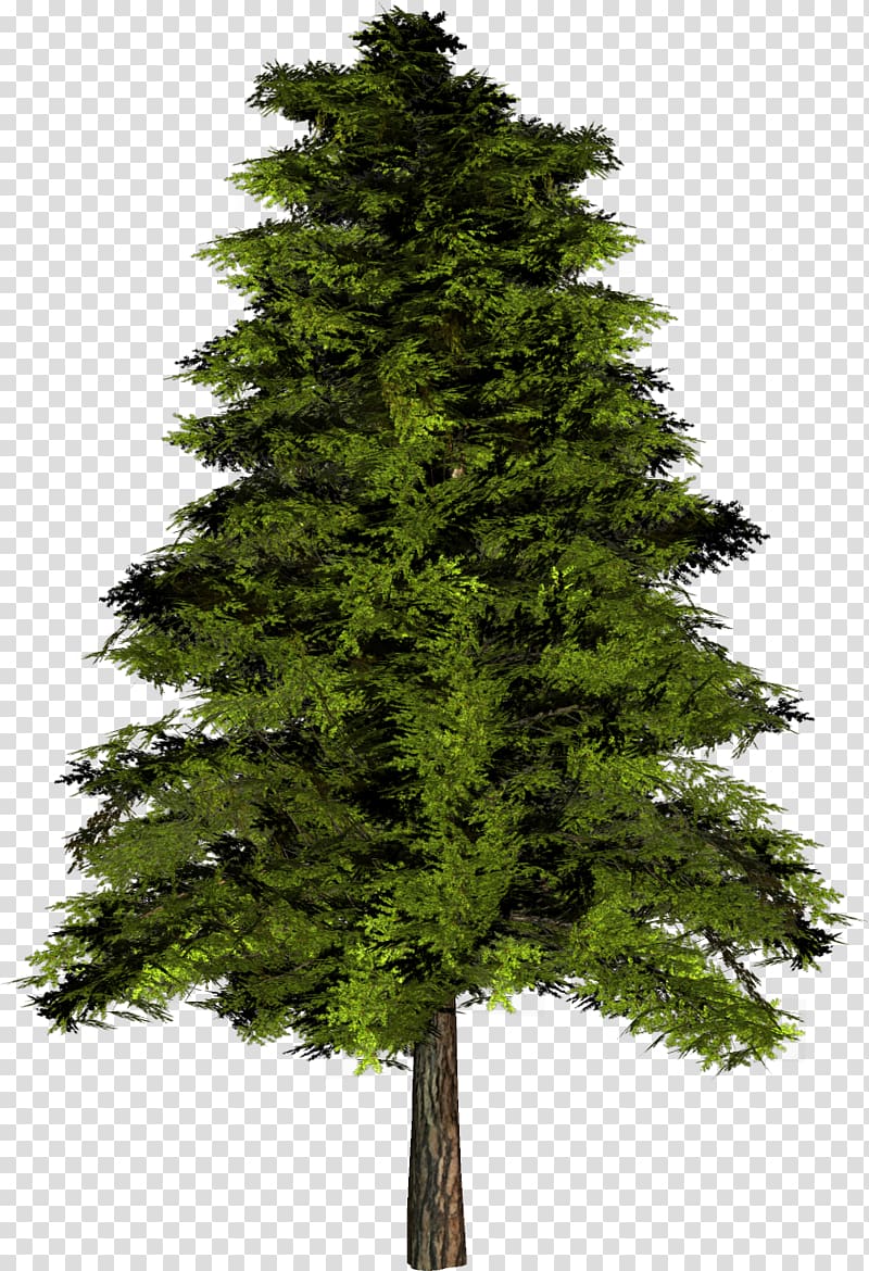 The Rider Alnus incana Tree English oak, fir-tree transparent background PNG clipart