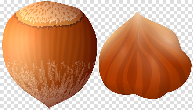 Hazelnut , acorn transparent background PNG clipart