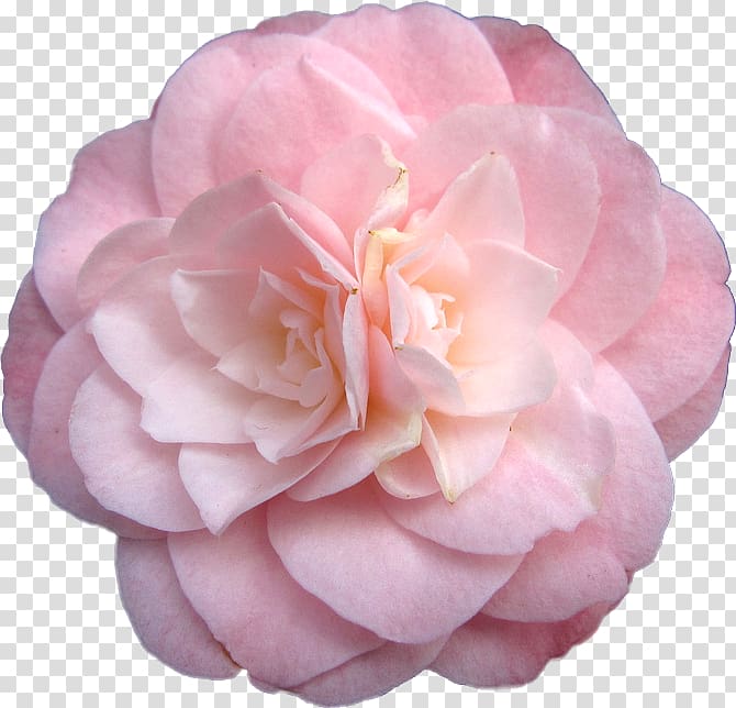 Japanese camellia Pink flowers Rose, rose transparent background PNG clipart