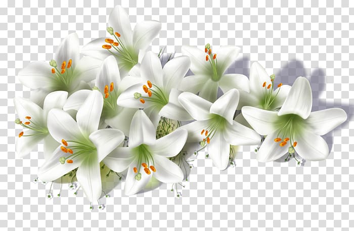 a bunch of white lilies transparent background PNG clipart