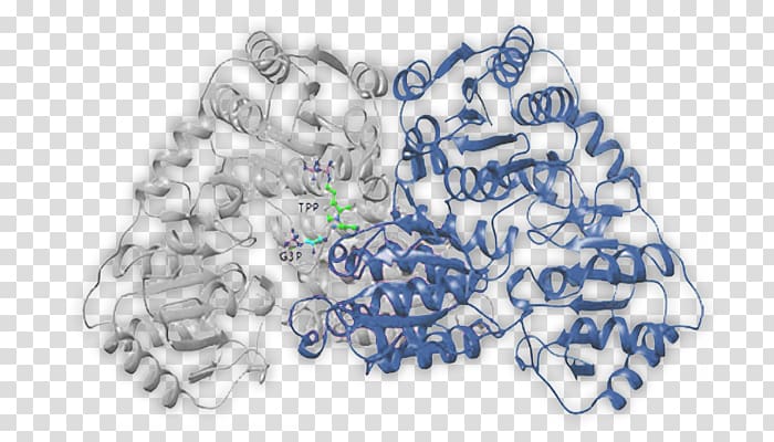 International Genetically Engineered Machine Catalysis Enzyme N2-(2-carboxyethyl)arginine synthase Chemical reaction, others transparent background PNG clipart