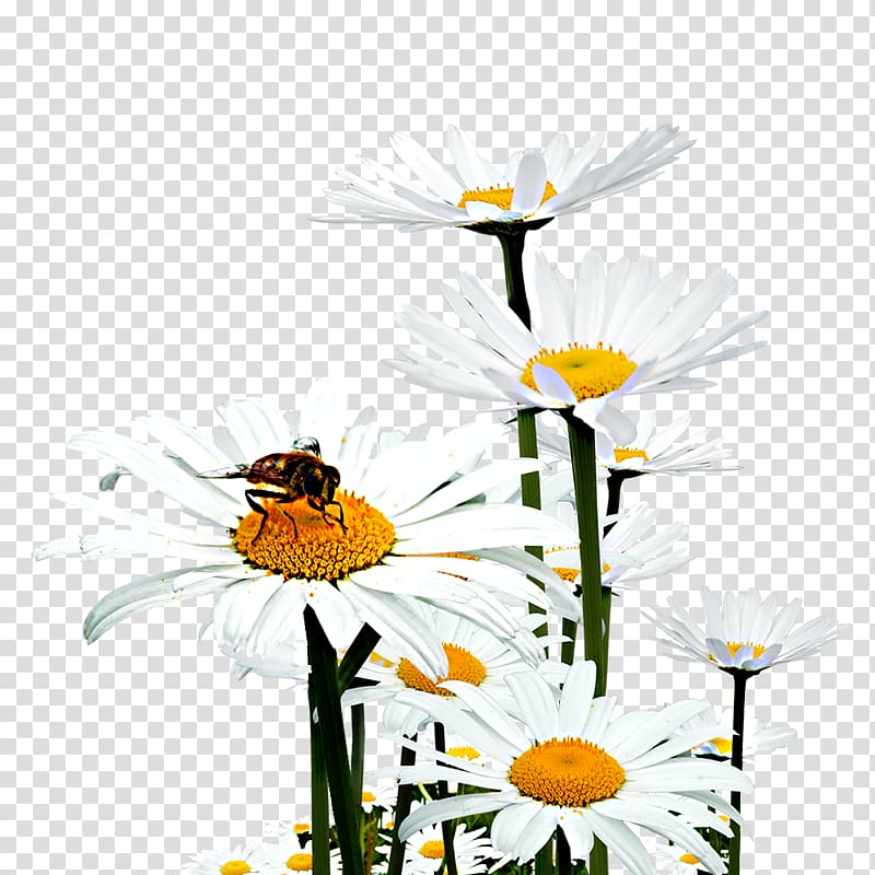 Oxeye daisy Honey bee Floral design Chrysanthemum, chrysanthemum transparent background PNG clipart