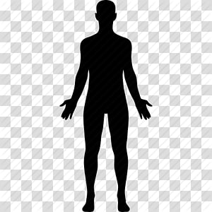 Human body Female body shape Diagram Drawing Template, Body Human