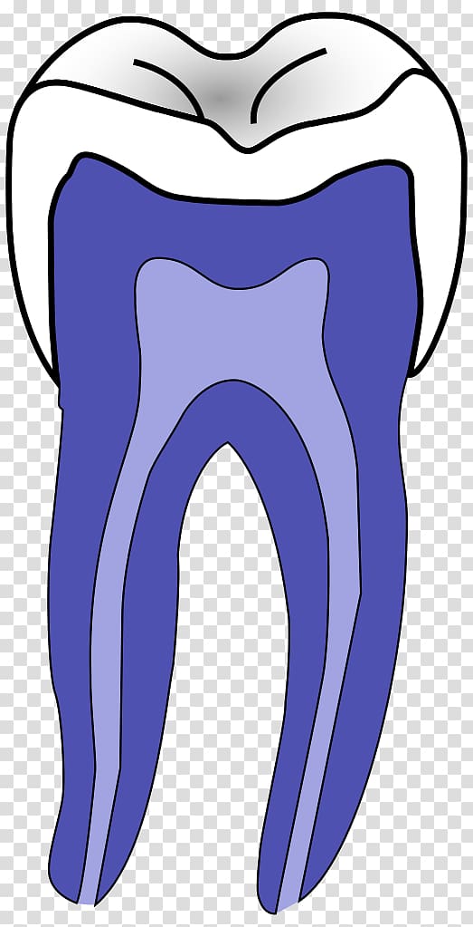 Dentistry Oral hygiene Tooth Molar, dentistry transparent background PNG clipart