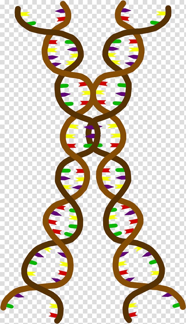 LIHKG討論區 Organism Cell Genetics Ploidy, biologie transparent background PNG clipart