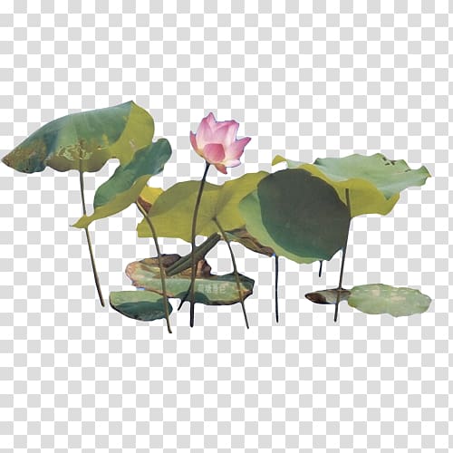 Nelumbo nucifera Chinese painting Ink wash painting, Painting lotus transparent background PNG clipart