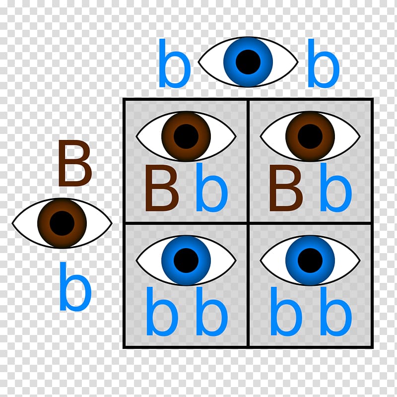 Punnett square Dominance Genetics Eye color, colorful eyes transparent background PNG clipart