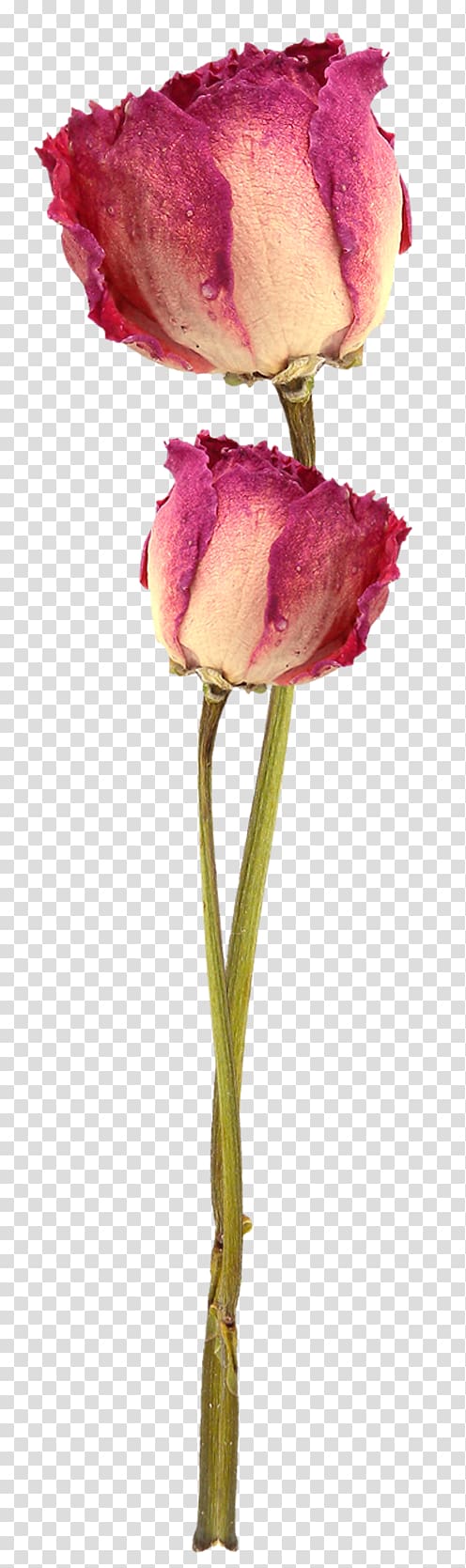 Garden roses Cut flowers Tulip Bud, rose transparent background PNG clipart