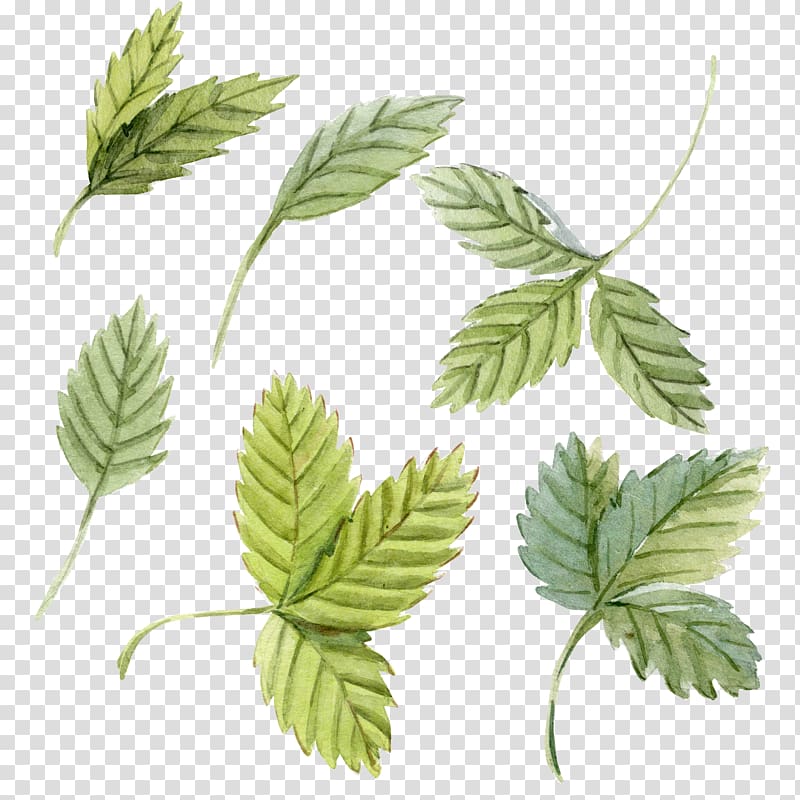 green leaves illustration, Peppermint Leaf Watercolor painting, Hand-painted mint leaves transparent background PNG clipart