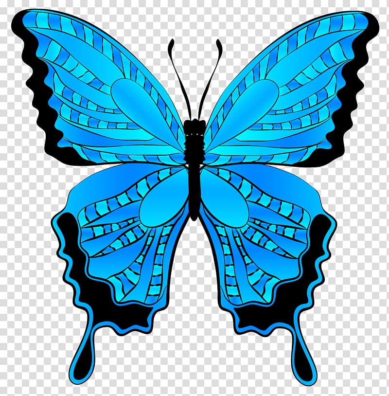 blue and black swallowtail butterfly illustration, Butterfly Morpho menelaus , Blue Butterfly transparent background PNG clipart