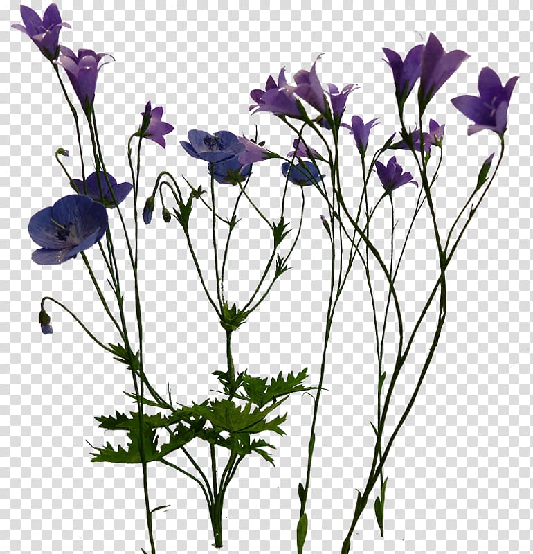 Anemone Cut flowers Plant stem Petal Bellflowers, violet transparent background PNG clipart