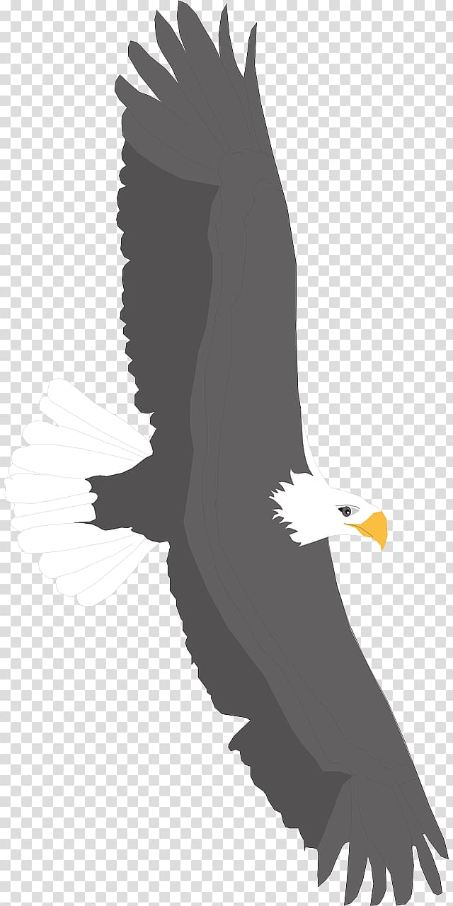 Bald Eagle Bird , Flying Eagles transparent background PNG clipart