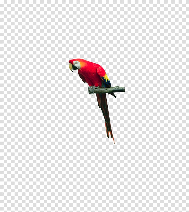 Macaw Bird Parrot Lories and lorikeets, Red parrot standing on tree branch transparent background PNG clipart