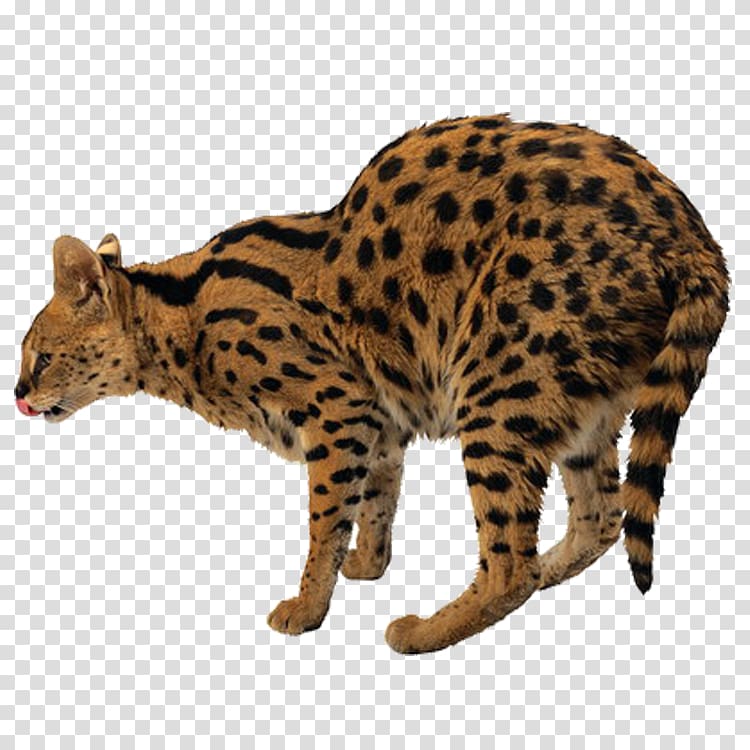 Leopard Tiger Felidae Lion Cat, leopard transparent background PNG clipart