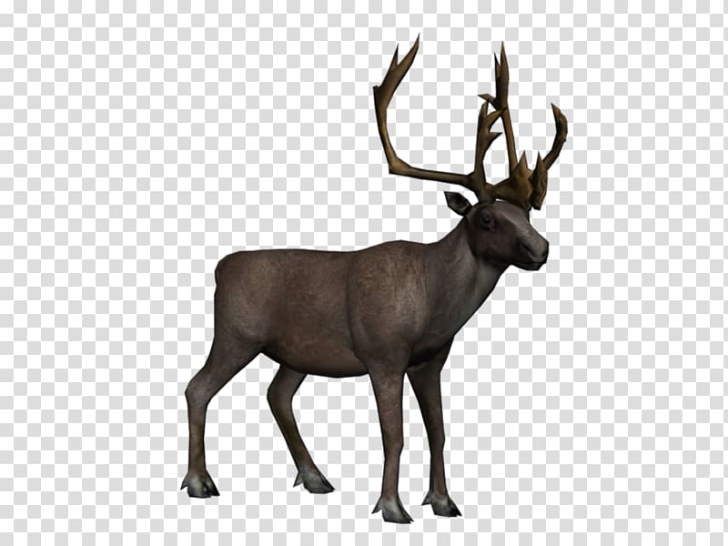 Moose, elk transparent background PNG clipart