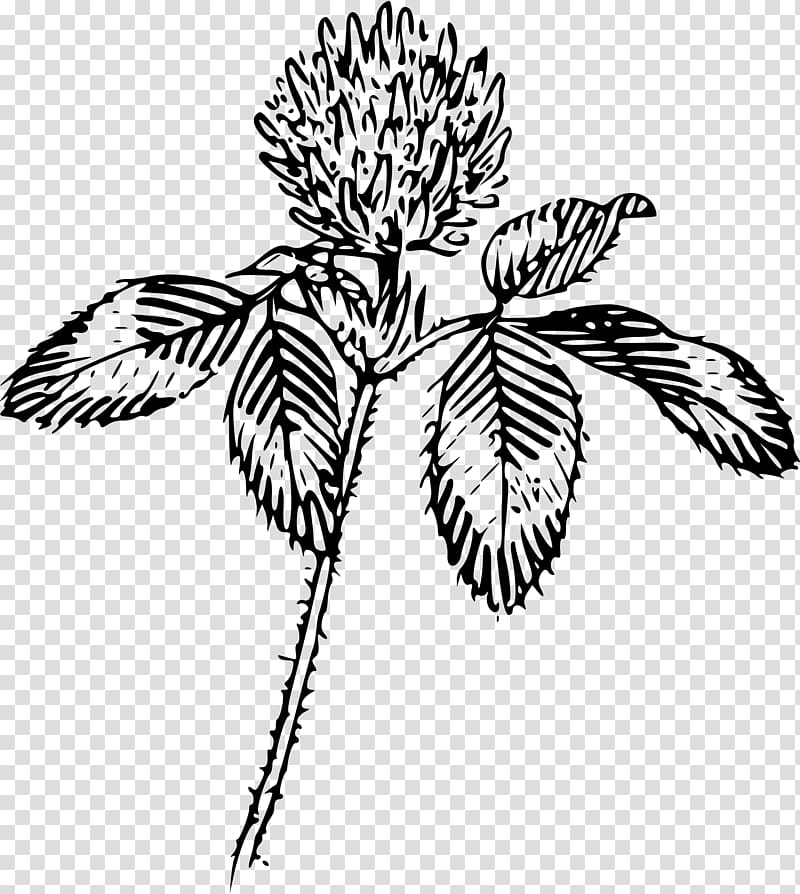 Four-leaf clover , clover transparent background PNG clipart