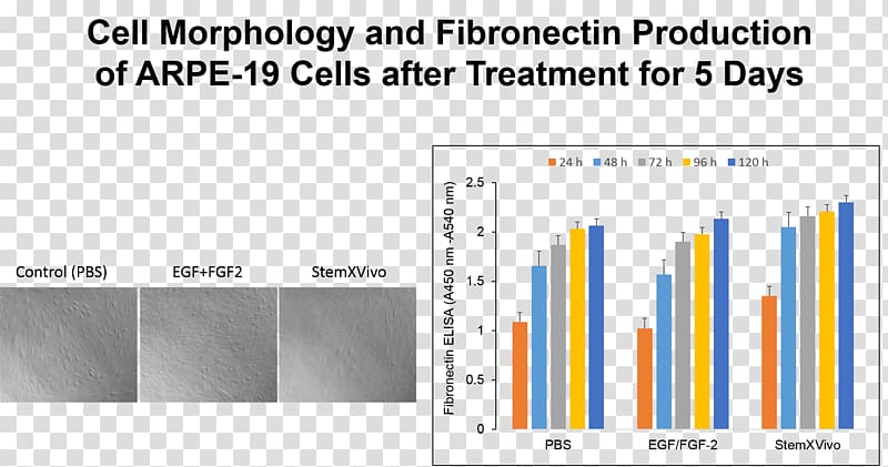 Basic fibroblast growth factor Cell Fibronectin Recombinant DNA, Fibronectin transparent background PNG clipart