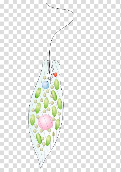 Protist synthesis Euglena gracilis Microscope, Protist transparent background PNG clipart