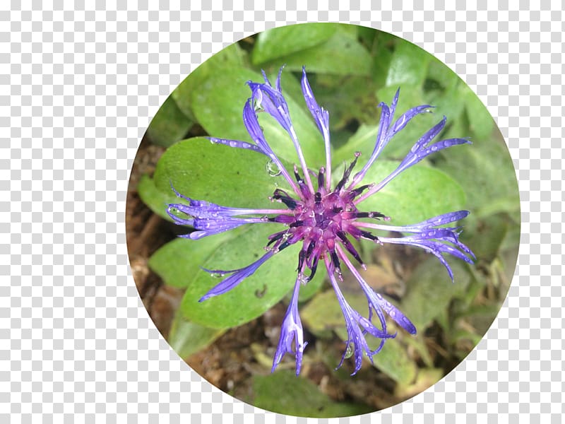 Purple Violet Wildflower Plant, radial pattern transparent background PNG clipart