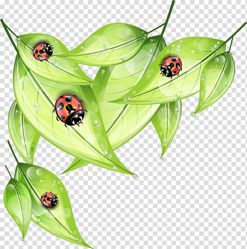 Ladybird, Ladybug transparent background PNG clipart