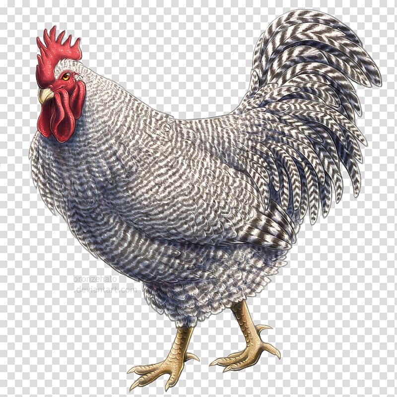Rooster Plymouth Rock chicken Drawing Painting Domestication, others transparent background PNG clipart