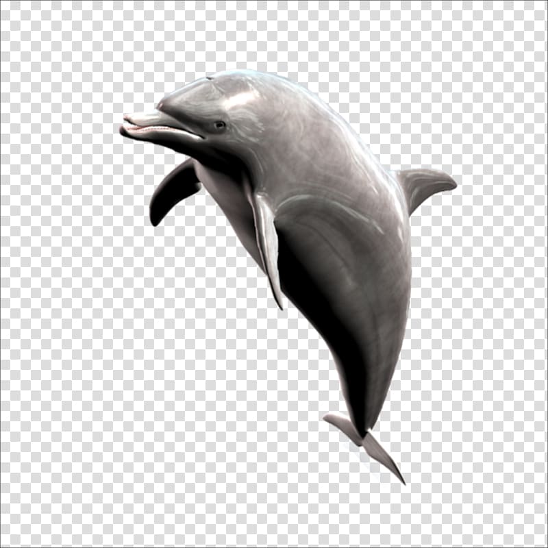 gray dolphin, Short-beaked common dolphin Striped dolphin Whale, dolphin transparent background PNG clipart