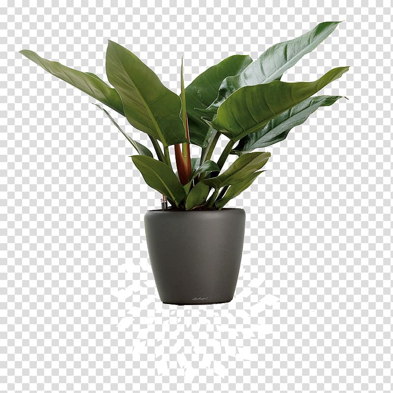 Flowerpot Parrot Houseplant, parrot transparent background PNG clipart