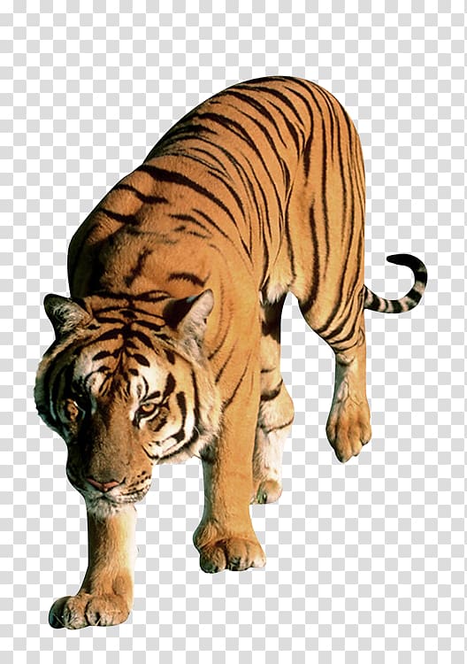 Leopard Bengal tiger Cat Lion Dog, tiger transparent background PNG clipart