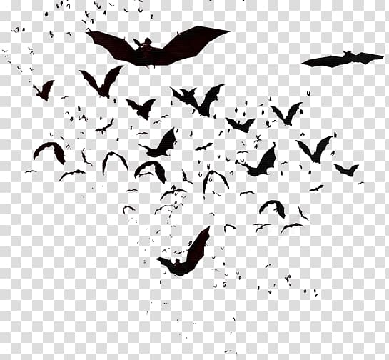 Flock Bird migration Crane Beak, Bird transparent background PNG clipart