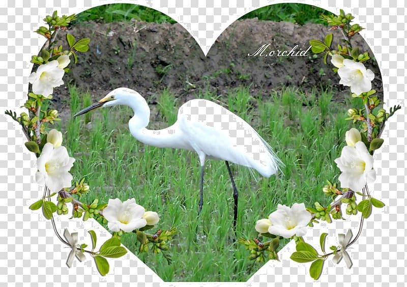 Egret Bird Ibis Beak Stork, rice paddy transparent background PNG clipart