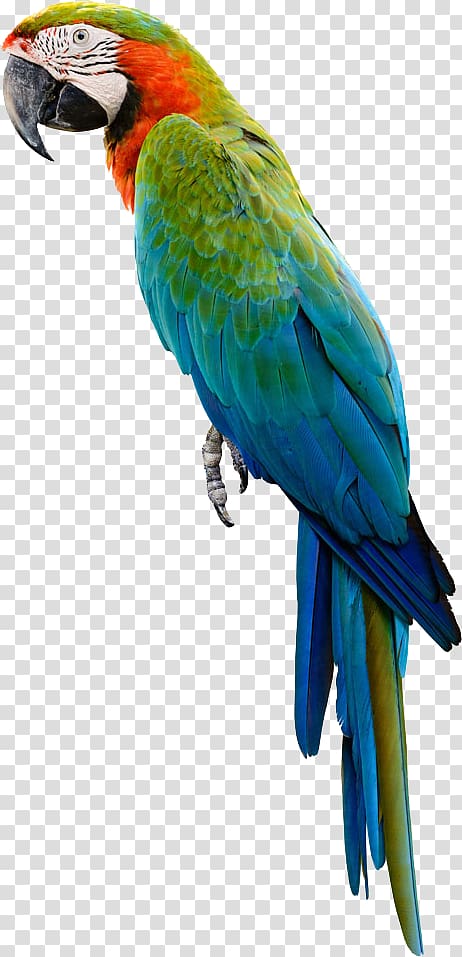 blue and green bird, Amazon parrot Bird Cockatiel Budgerigar, parrot,Bako transparent background PNG clipart