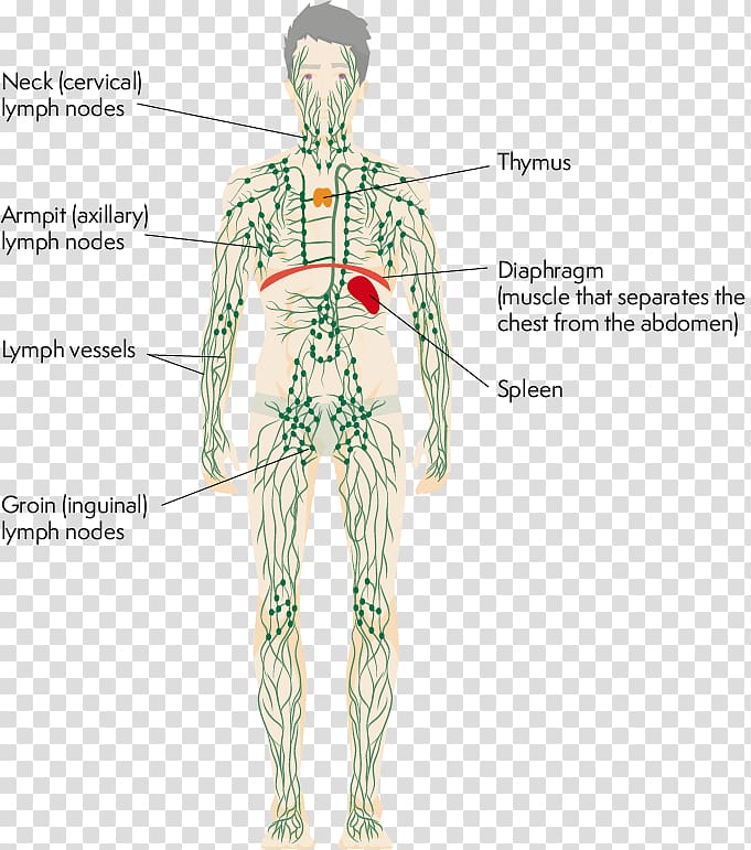 Lymphatic system Human body Thymus Physiology, axillary anatomy transparent background PNG clipart
