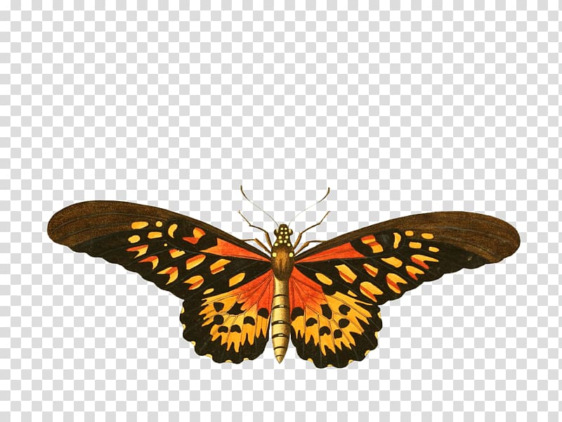 Butterfly Insect Birdwing Ornithoptera euphorion Papilio antimachus, butterfly transparent background PNG clipart