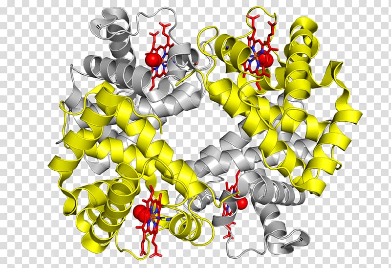 Hemoglobin Protein Blood substitute Food and Drug Administration Center for Biologics Evaluation and Research, blood transparent background PNG clipart