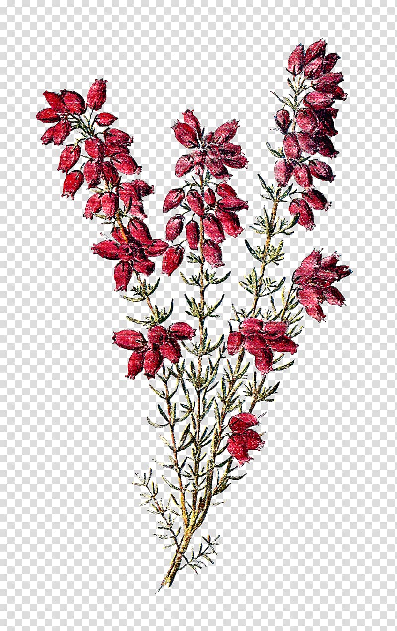 Calluna Drawing Flower Tattoo Botany, Wildflower transparent background PNG clipart