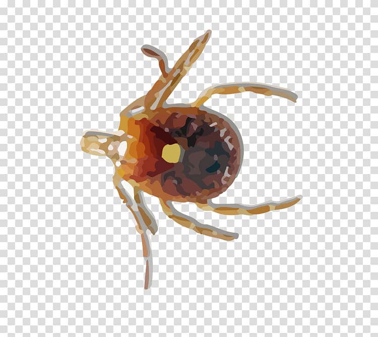 Western honey bee Insect Tick Acari, bee transparent background PNG clipart