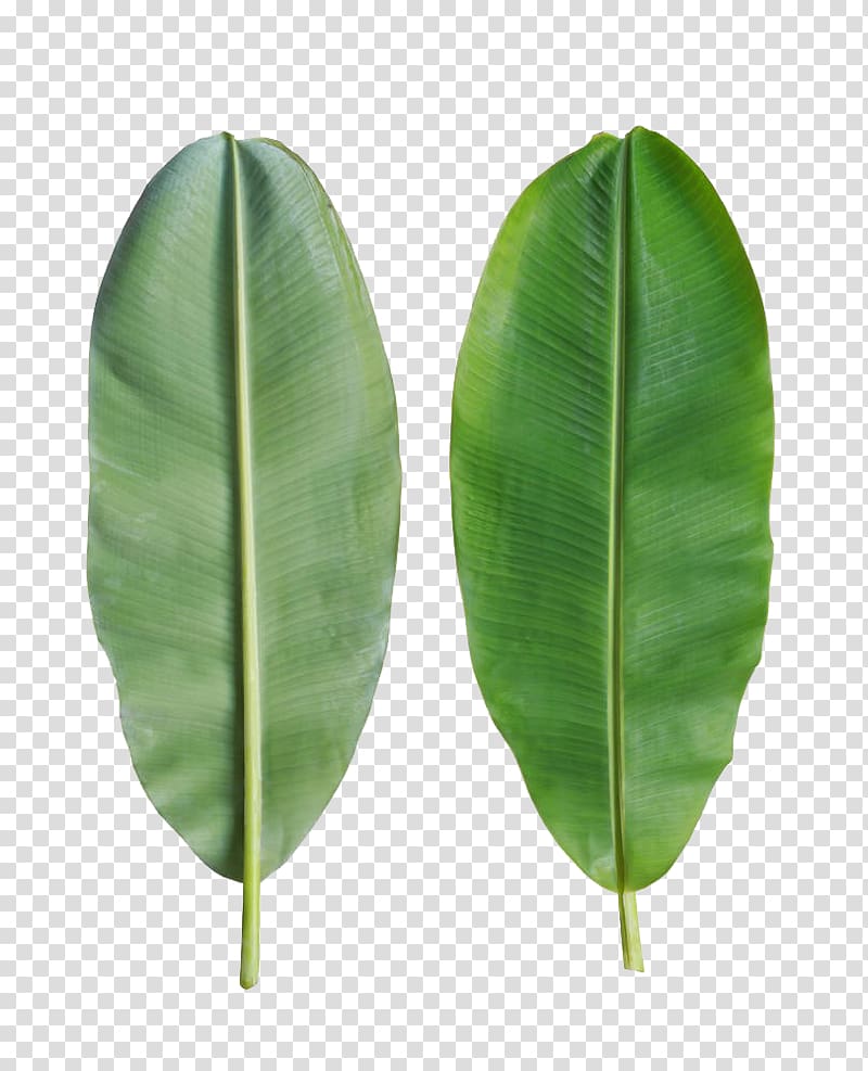 Banana leaf Bánh tét, Banana leaves are on the back, two green leaves transparent background PNG clipart