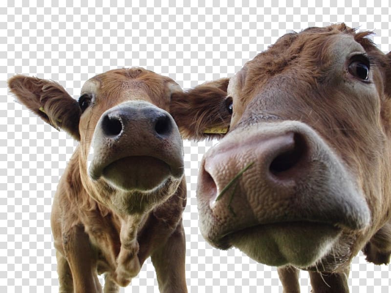 Milk Holstein Friesian cattle Goat Dairy cattle Sheep, milk transparent background PNG clipart