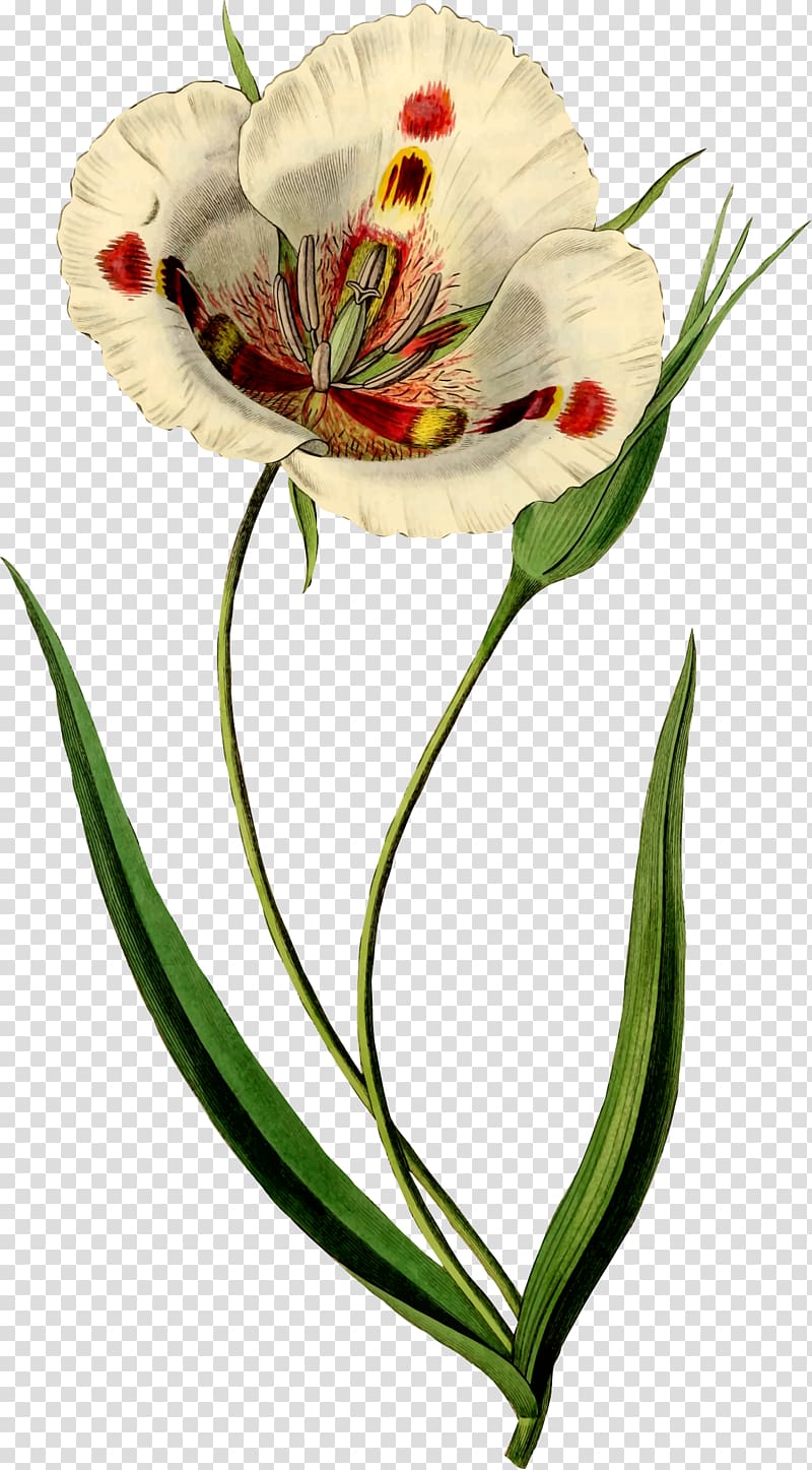 Butterfly mariposa lily Watercolor painting Art Botanical illustration, painting transparent background PNG clipart
