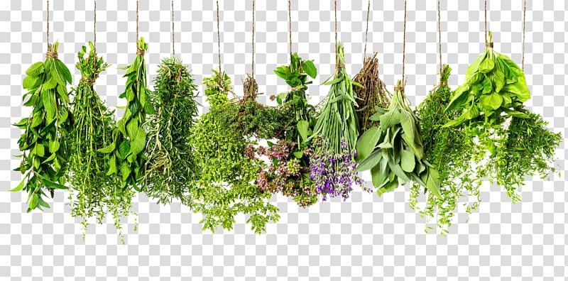 assorted flower lot, Herb Spice Rosemary Thyme Ingredient, Herbs HD transparent background PNG clipart