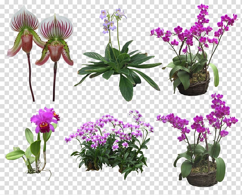Floral design Moth orchids Flower , flower transparent background PNG clipart