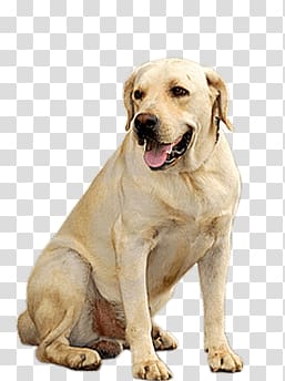 adult yellow Labrador retriever, Golden Retriever Dog transparent background PNG clipart