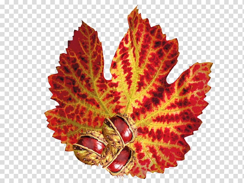 Leaf Autumn Chinese chestnut Sweet chestnut, the autumn transparent background PNG clipart