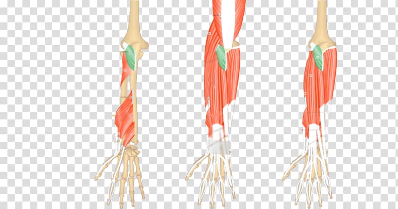 Anconeus muscle Brachioradialis Extensor carpi ulnaris muscle Posterior compartment of the forearm, circulatory system transparent background PNG clipart