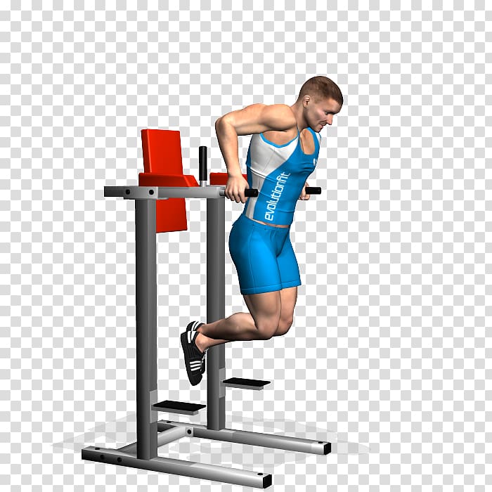 Weight training Dip Triceps brachii muscle Fly Exercise, fly transparent background PNG clipart
