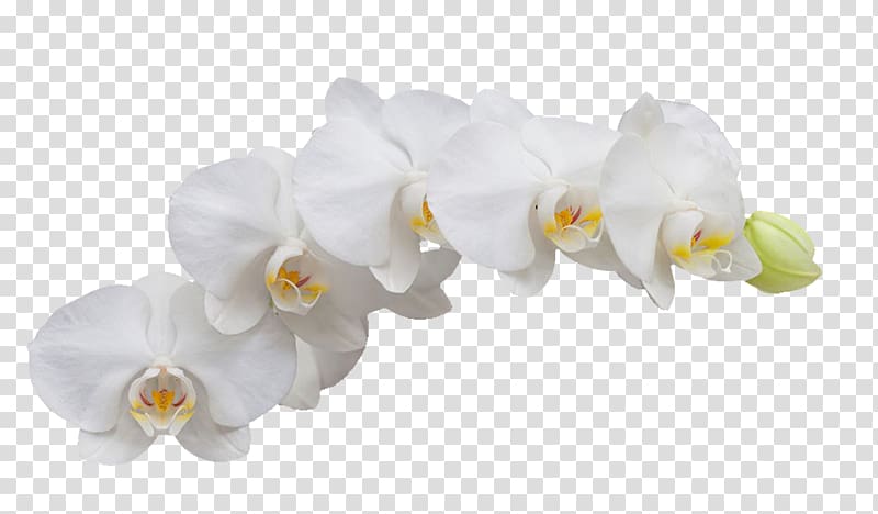 white orchid transparent background PNG clipart
