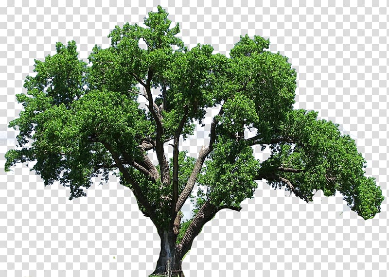 editing, tree transparent background PNG clipart
