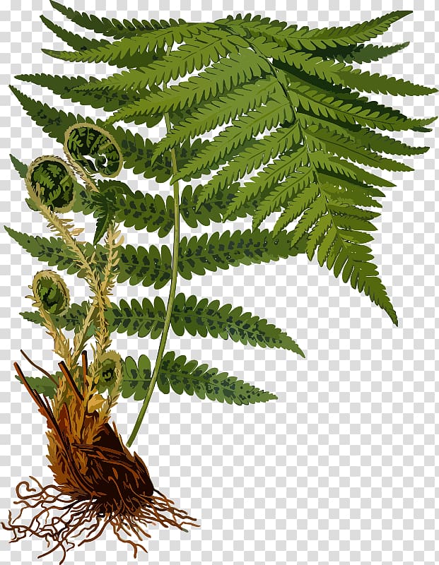 Dryopteris filix-mas Dryopteris erythrosora Fern Frond Plant, fern transparent background PNG clipart